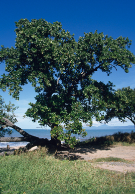 APII jpeg image of Calophyllum inophyllum  © contact APII