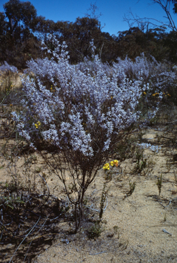 APII jpeg image of Conospermum floribundum  © contact APII