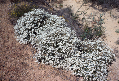 APII jpeg image of Dicrastylis parvifolia  © contact APII