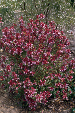 APII jpeg image of Prostanthera magnifica  © contact APII