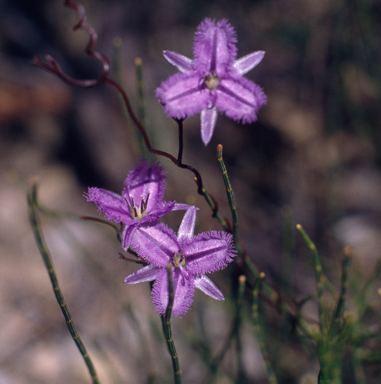 APII jpeg image of Thysanotus patersonii  © contact APII