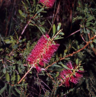 APII jpeg image of Callistemon sp.  © contact APII