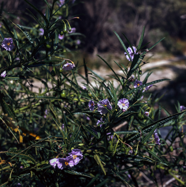 APII jpeg image of Solanum vescum  © contact APII
