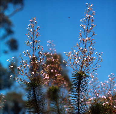 APII jpeg image of Stylidium caricifolium  © contact APII