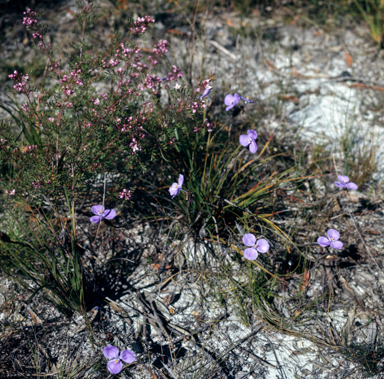 APII jpeg image of Patersonia sericea  © contact APII