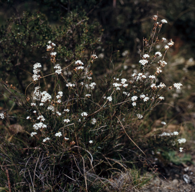 APII jpeg image of Leucopogon virgatus  © contact APII