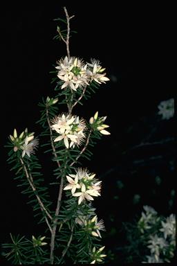 APII jpeg image of Calytrix alpestris  © contact APII