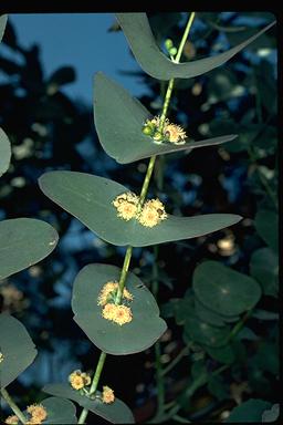 APII jpeg image of Eucalyptus perriniana  © contact APII