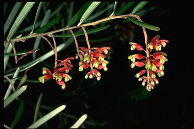 APII jpeg image of Grevillea aspera  © contact APII