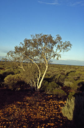 APII jpeg image of Corymbia ferriticola  © contact APII