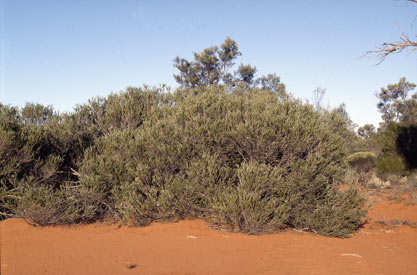 APII jpeg image of Melaleuca apostiba  © contact APII