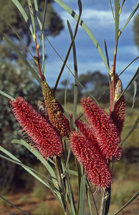 APII jpeg image of Hakea francisiana  © contact APII