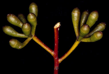 APII jpeg image of Eucalyptus articulata  © contact APII