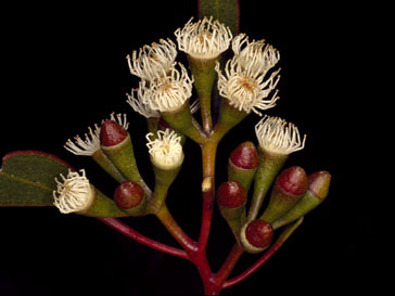 APII jpeg image of Eucalyptus articulata  © contact APII