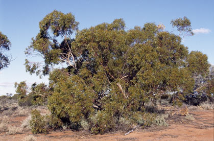 APII jpeg image of Eucalyptus cylindrocarpa  © contact APII