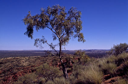 APII jpeg image of Corymbia eremaea  © contact APII