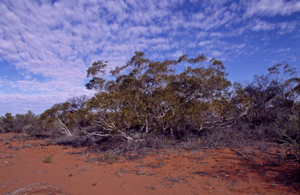 APII jpeg image of Eucalyptus eremicola subsp. eremicola  © contact APII