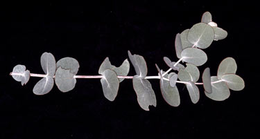 APII jpeg image of Eucalyptus gongylocarpa  © contact APII