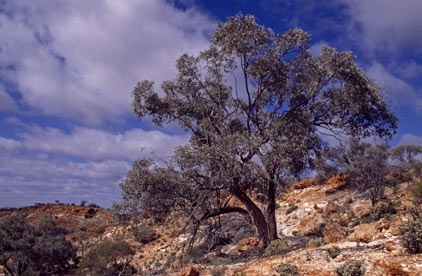 APII jpeg image of Eucalyptus nigrifunda  © contact APII