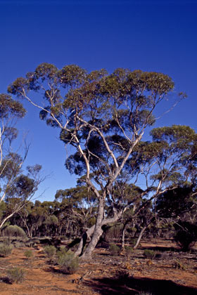 APII jpeg image of Eucalyptus oleosa subsp. oleosa  © contact APII