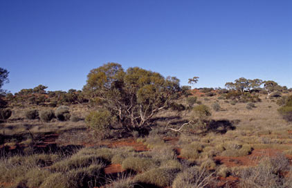 APII jpeg image of Eucalyptus eremicola subsp. peeneri  © contact APII