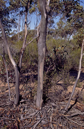 APII jpeg image of Eucalyptus phenax subsp. phenax  © contact APII