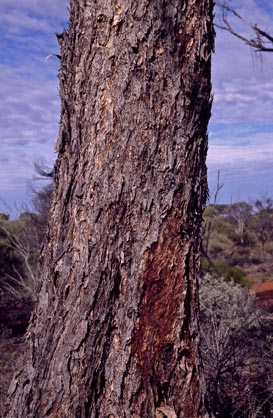 APII jpeg image of Eucalyptus socialis subsp. victoriensis  © contact APII