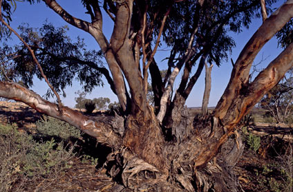 APII jpeg image of Eucalyptus striaticalyx  © contact APII