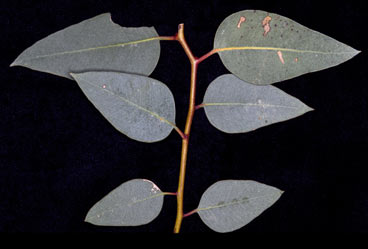 APII jpeg image of Eucalyptus striaticalyx  © contact APII