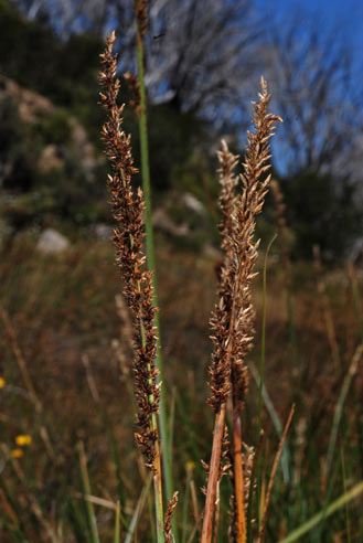 APII jpeg image of Carex appressa  © contact APII