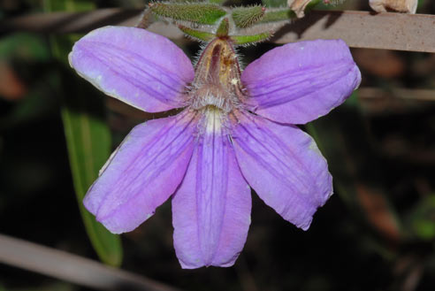 APII jpeg image of Scaevola ramosissima  © contact APII