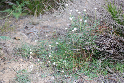 APII jpeg image of Helichrysum adenophorum var. waddelliae  © contact APII