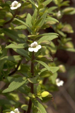 APII jpeg image of Bacopa floribunda  © contact APII