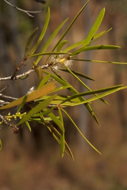 APII jpeg image of Melaleuca stipitata  © contact APII