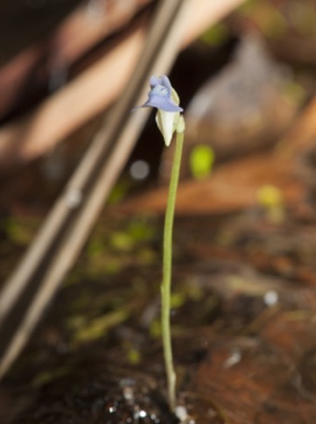 APII jpeg image of Utricularia uliginosa  © contact APII