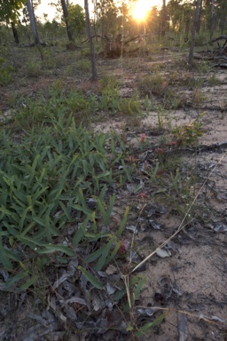 APII jpeg image of Grevillea goodii subsp. goodii  © contact APII