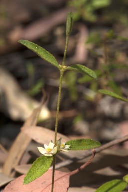 APII jpeg image of Boronia laxa  © contact APII