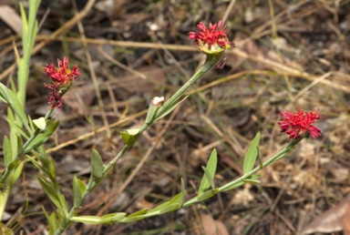 APII jpeg image of Pimelea punicea  © contact APII