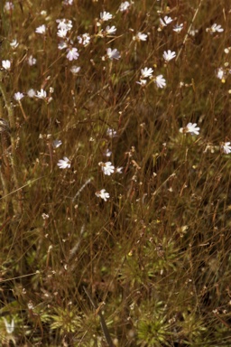 APII jpeg image of Stylidium ericksoniae  © contact APII