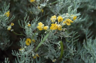 APII jpeg image of Senna artemisioides subsp. sturtii  © contact APII