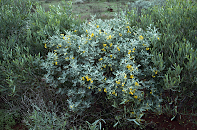 APII jpeg image of Senna artemisioides subsp. helmsii  © contact APII