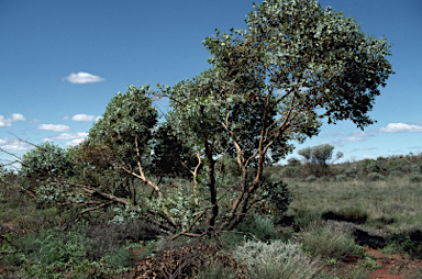 APII jpeg image of Eucalyptus gamophylla  © contact APII