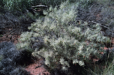 APII jpeg image of Eremophila latrobei subsp. latrobei  © contact APII