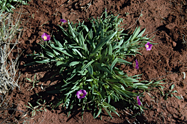 APII jpeg image of Calandrinia balonensis  © contact APII