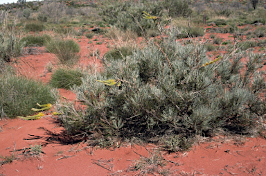 APII jpeg image of Grevillea eriostachya  © contact APII