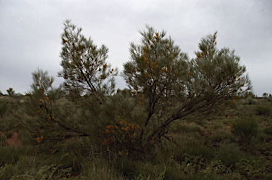 APII jpeg image of Grevillea juncifolia subsp. juncifolia  © contact APII