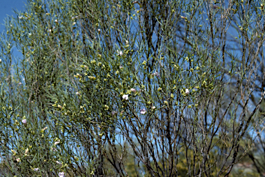 APII jpeg image of Eremophila gibsonii  © contact APII