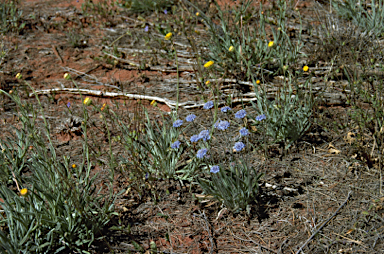 APII jpeg image of Brunonia australis  © contact APII