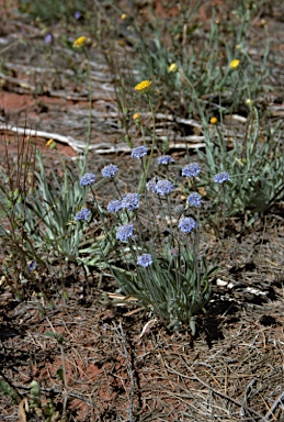 APII jpeg image of Brunonia australis  © contact APII