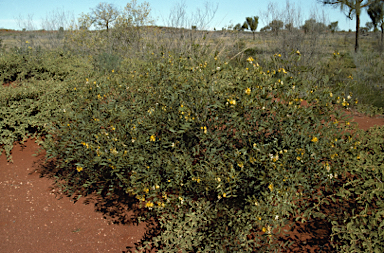 APII jpeg image of Senna pleurocarpa var. pleurocarpa  © contact APII